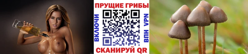 blacksprut ТОР Губкин Псилоцибиновые грибы прущие грибы где купить наркоту